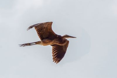 Purpurreiher / Purple Heron