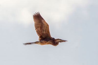 Purpurreiher / Purple Heron