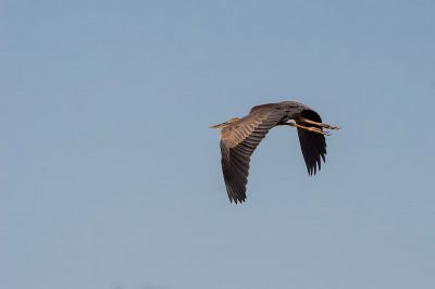 Purpurreiher / Purple Heron