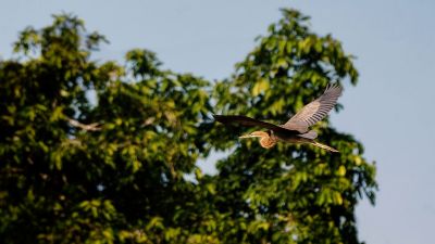 Purpurreiher / Purple Heron