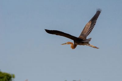 Purpurreiher / Purple Heron