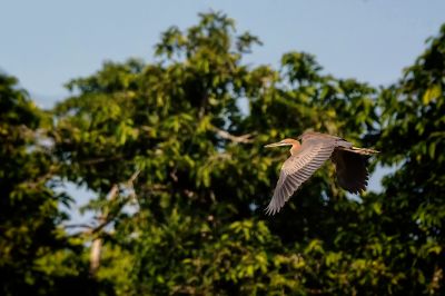 Purpurreiher / Purple Heron