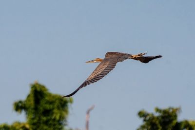 Purpurreiher / Purple Heron