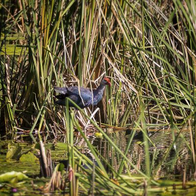 Purpurhuhn / Purple Swamphen