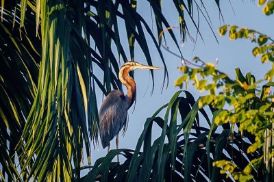 Purpurreiher / Purple Heron