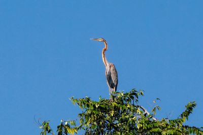 Purpurreiher / Purple Heron