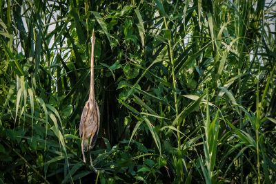 Purpurreiher / Purple Heron