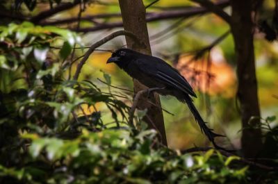 Leiterschwanzelster / Ratchet-tailed Treepie