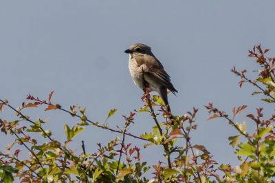 Neuntöter - Rotrückenwürger (F) / Red Backed Shrike