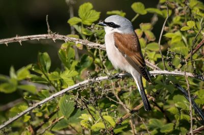 Neuntöter - Rotrückenwürger (M) / Red Backed Shrike