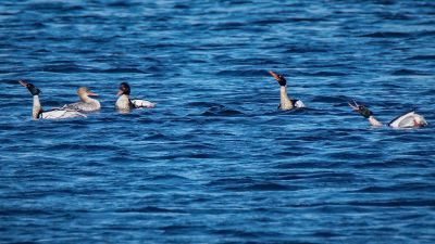 Mittelsäger (M,F) Courtship display / Red Breasted Merganser