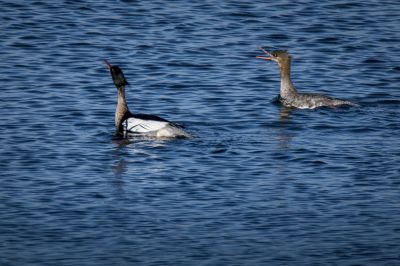 Mittelsäger (M, F) / Red Breasted Merganser