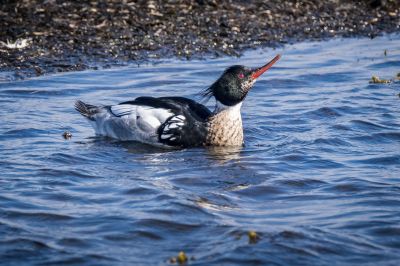 Mittelsäger (M) / Red Breasted Merganser