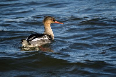 Mittelsäger (M, Immature) / Red Breasted Merganser