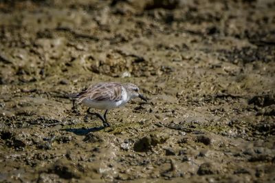 Rotkehl-Strandläufer / Red-necked Stint