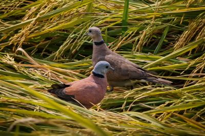 Weinrote Halsringtaube - Zwerglachtaube (M&W) / Red Turtle-dove - Red Collared Dove