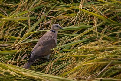 Weinrote Halsringtaube - Zwerglachtaube (W) / Red Turtle-dove - Red Collared Dove