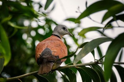 Weinrote Halsringtaube - Zwerglachtaube (M) / Red Turtle-dove - Red Collared Dove