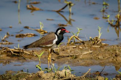 Rotlappenkiebitz / Red-wattled Lapwing