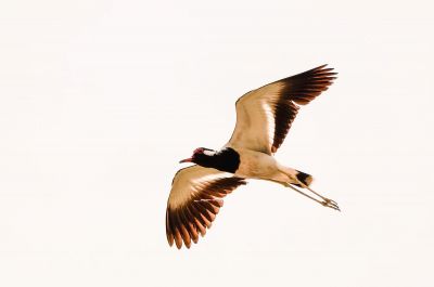 Rotlappenkiebitz / Red-wattled Lapwing