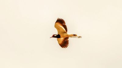 Rotlappenkiebitz / Red-wattled Lapwing