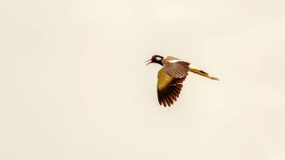 Rotlappenkiebitz / Red-wattled Lapwing