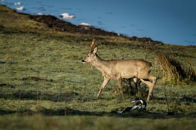 Reh - Rehbock (M) / Roe deer - Roebuck