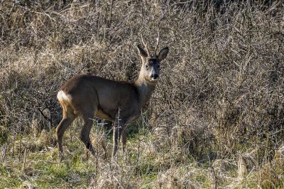 Reh - Rehbock (M) / Roe deer - Roebuck