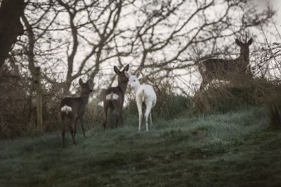 Rehe mit ALBINO (!!!) - Roe deer