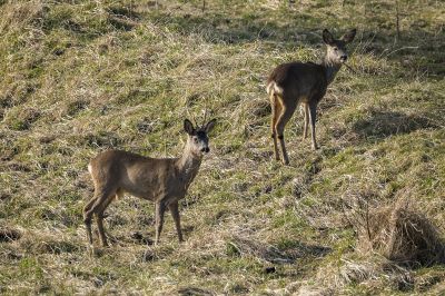 Reh - Rehbock (M&W) / Roe deer - Roebuck