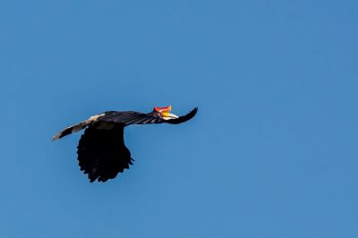 Rhinozerosvogel / Rhinoceros Hornbill