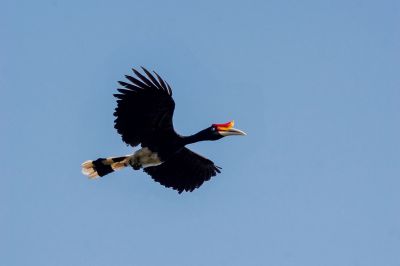 Rhinozerosvogel / Rhinoceros Hornbill