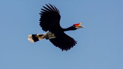 Rhinozerosvogel / Rhinoceros Hornbill