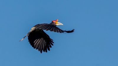 Rhinozerosvogel / Rhinoceros Hornbill