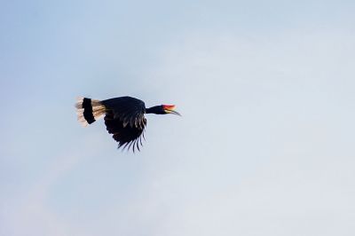 Rhinozerosvogel / Rhinoceros Hornbill