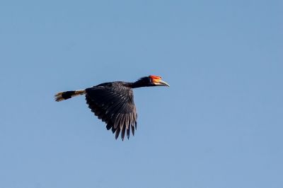 Rhinozerosvogel / Rhinoceros Hornbill