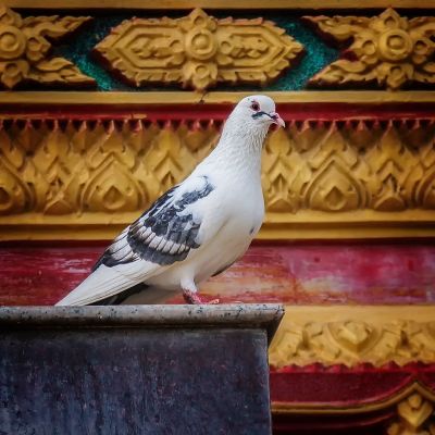 Felsentaube (M) / Rock Pigeon