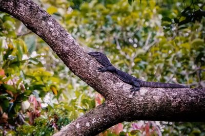 Rauhnackenwaran / Roughneck monitor lizard - Black roughneck monitor lizard