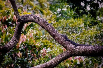 Rauhnackenwaran / Roughneck monitor lizard - Black roughneck monitor lizard