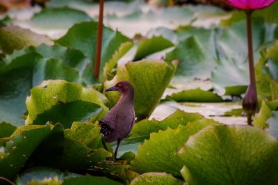 Zimtsumpfhuhn / Ruddy-breasted Crake