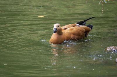 Rostgans (F) / Ruddy Shelduck