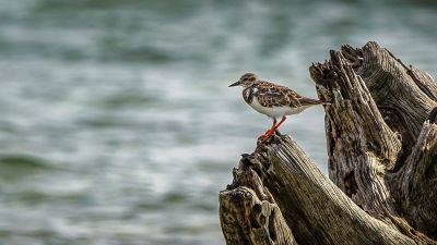 Steinwälzer / Ruddy Turnstone