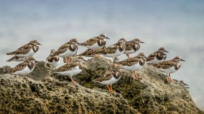 Steinwälzer / Ruddy Turnstone