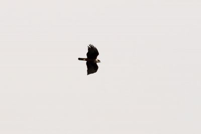Rotbauchadler / Rufous-bellied Eagle