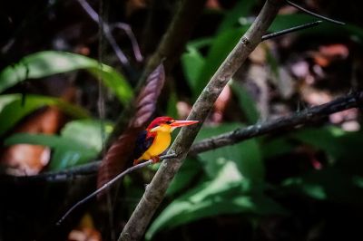 Orientalischer Zwergfischer / Sabah Dwarf-kingfisher