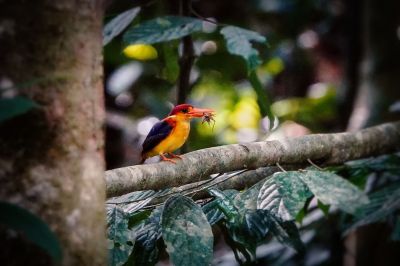 Orientalischer Zwergfischer / Sabah Dwarf-kingfisher