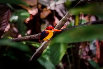 Orientalischer Zwergfischer / Sabah Dwarf-kingfisher