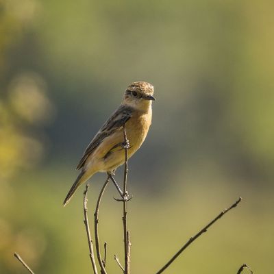 Sibirisches Schwarzkehlchen (W) / Siberian Stonechat