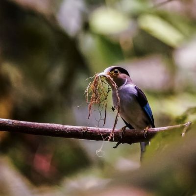 Schwarzbrauen-Breitrachen (W) / Silver-breasted Broadbill