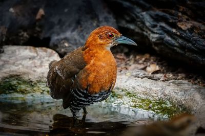 Hinduralle / Slaty-legged Crake